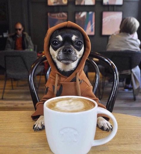 Healthy Coffee Creamer, Cafe Barista, Make Your Own Coffee, Coffee Geek, I Need Coffee, Dog Cafe, Monday Mood, Healthy Coffee, Curious Cat