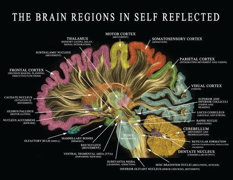 Brain Anatomy And Function, Caudate Nucleus, Psych Student, Neuroscience Art, Science Aesthetic, Human Biology, Brain And Nervous System, Brain Facts, Brain Anatomy