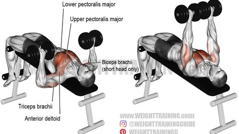 Dumbell Press, Dumbbell Bench Press, Biceps Brachii, Best Chest Workout, Dumbell Workout, Compound Exercises, Workout For Flat Stomach, Biceps And Triceps, Weight Training Workouts