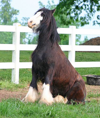 Horse Sitting, Horse Mane, Clydesdale Horses, Funny Horses, Most Beautiful Horses, Most Beautiful Animals, Majestic Horse, All The Pretty Horses, Draft Horses