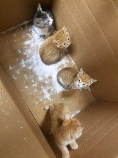 CLEVELAND, Ohio -- A batch of kittens named after "Sandlot" characters is looking for new homes after being abandoned in a box on the side of the road in a snow storm.  According to the Cleveland APL, the kittens were found Thursday night.  The kittens were brought in from the cold and are under the care of the Cleveland APL. Sandlot Characters, Working With Animals, Ginger Tabby Cat, Caucasian Shepherd Dog, Caucasian Shepherd, Ginger Tabby, Cat Farm, Ginger Kitten, Kitten Names