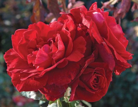 Don Juan Rose, Roses Pinterest, Climbing Roses Trellis, Red Climbing Roses, Rose Plant Care, Rose Arbor, Rose Plant, Climbing Rose, Fall Bulbs