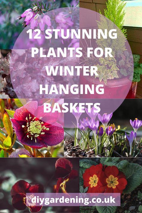 Garden Pot Plants, Fall Hanging Baskets, Front Planters, Winter Flowering Plants, Winter Hanging Baskets, Fall Container Plants, Winter Pansies, Evergreen Ferns, Hanging Plants Outdoor