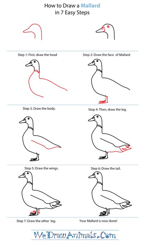 How to Draw a Mallard How To Draw A Duck Step By Step, How To Draw Ducks, Mallard Drawing, How To Draw A Duck, Homeschool Handicrafts, Duck Outline, Live In Australia, Duck Drawing, Duck Art