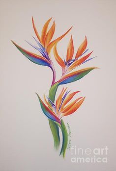 Nz Plants, Bird Of Paradise Tattoo, Paradise Painting, Bird Of Paradise Flower, Tattoo Bird, Paradise Tattoo, Birds Of Paradise Flower, Bird Watercolor Paintings, Bird Watercolor