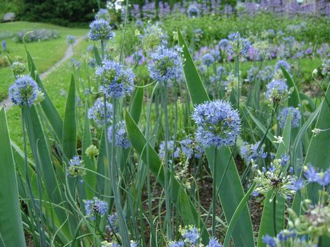 Azureum Allium USDA Zone 4-9 Early Summer: Bloom Full Sun Plants In Shade, Bronze Fennel, White Flowering Plants, Zone 10, Long A, Flowering Plants, Ground Cover, Fennel, Grasses