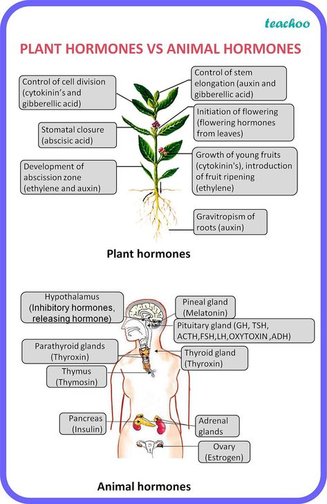 [Biology] Difference between plant hormones & animal hormones Plant Hormones, Igcse Biology, English Stories For Kids, Study Biology, Green Quotes, Biology Facts, Happy Birthday Wishes Photos, Army Jokes, Cell Division