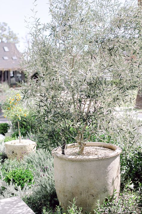 Olive Bushes Landscaping, Large Olive Tree In Pot, Outdoor Olive Tree In Pot, Standard Olive Trees, Olive Tree Potted, Fruitless Olive Tree Landscapes, Potted Olive Tree Outdoor, Olive Trees In Pots Outdoor, Olive Tree Landscape Front Yards