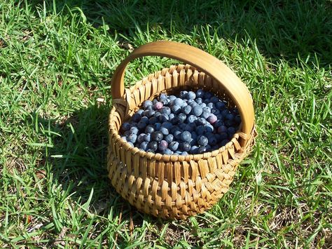 blueberries in a basket Basket Of Blueberries, Blueberry Basket, Wild Berry, Stardew Valley, Basket Bag, Blueberries, Picnic Basket, Decorative Wicker Basket, Cottage Core