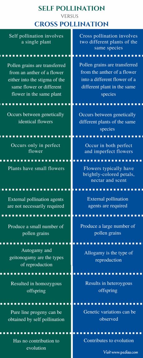 Difference Between Self and Cross Pollination Check more at https://in4arts.com/difference-between-self-and-cross-pollination.html Self Pollination, Cross Pollination, Pollinating Flowers, Genetic Variation, Biology Facts, Study Tips For Students, Biology Notes, School Jokes, What Is Self