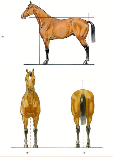 Horse Top View, Animal Stencil Art, Side View Drawing, Big Cat Tattoo, Animal Line Drawings, 3d Templates, Horse Rearing, Animal Movement, Scientific Diagram