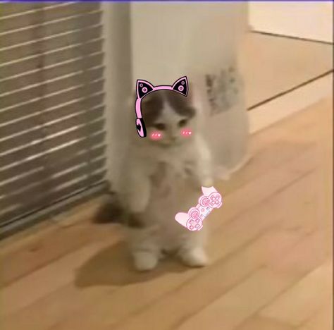 Gamer Cat Pfp, Gaming Girl Pfp, Gamer Girl Meme, Csgo Pfp, Gamer Girl Pfp, Standing Cat Pfp, Aesthetic Kitten, Cat Gaming, Kitten Aesthetic