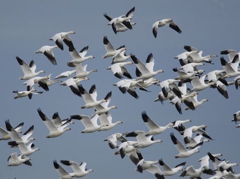 Washington’s Fir Island Farms Reserve: A Viewing Site to Add to the Map » Bird Watcher's Digest Snow Geese, Snow Goose, Wildlife Reserve, Boreal Forest, Migratory Birds, Cascade Mountains, North Cascades, Bay View, Common Sense