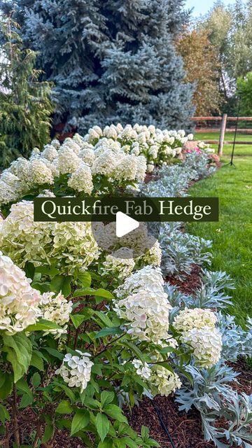 Skye Hamilton • Home & Garden • Hydrangea Queen | I can’t believe how beautiful this hedge is in its first year. It is far exceeding my expectations! The @pwcolorchoice Quickfire Fab... | Instagram Hydrangea And Evergreen Landscaping, Hydrangea Landscaping Front Yard, Hydrangea Hedge Front Yards, Hydrangea Along Fence, Hydrangea In Front Of House, Hydrangea Landscaping Front Yards, Quickfire Hydrangea Landscape, Limelight Hydrangea Landscaping Hedges, Arborvitae And Hydrangea Landscaping