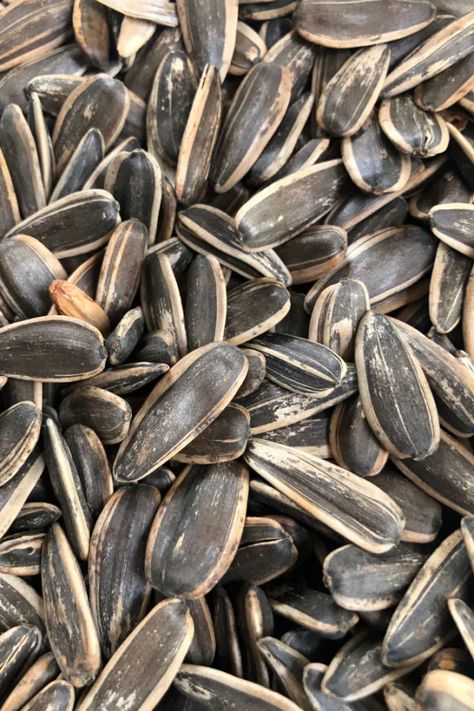 Sunflower Seeds Benefits, Harvesting Sunflower Seeds, Sunflower Plant, Sunflower Head, Seeds Benefits, Growing Sunflowers, Planting Sunflowers, Seed Saving, Sunflower Seed