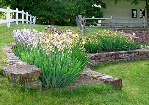 15 Must-see Iris Garden Pins | Bearded iris, Iris flowers and Irises Iris Flowers Landscaping, Iris Beds Ideas, Iris Flower Bed Ideas, Iris Garden Landscaping, Iris Garden Ideas, Iris Flowers Garden, Terraced Garden, Iris Gardens, Bed Idea