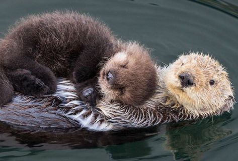 Nature Creatures, Baby Sea Otters, Otter Pup, Baby Animal Nursery Art, Animal Nursery Art, Sea Otters, Baby Otters, Baby Animal Nursery, Animal Nursery Decor