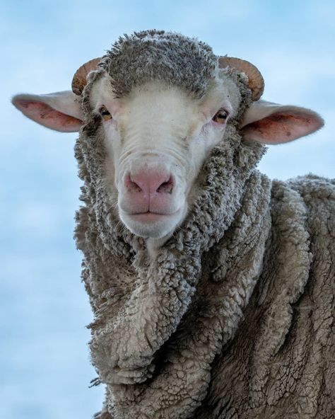 Douglas Thorne | New Zealand on Instagram: “Merino portrait  I thought I would post something completely different to my normal wildlife images. This is a merino sheep, with the blue…” Valley Black Nose Sheep, Sheep With Black Faces, Sheep Laying Down, Wildlife Images, Sheep Landscape Photography, Merino Sheep Photography, Farm Sanctuary, Merino Sheep, Cute Sheep