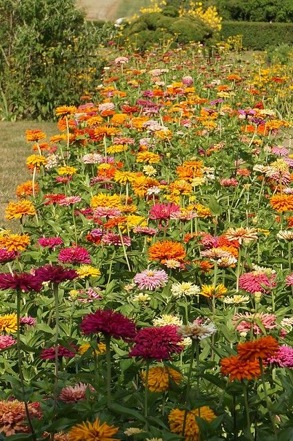 Zinnia elegans (1) | Karl Gercens | Flickr Queen Lime Zinnia, Common Zinnia, Zinnia Senora, Queen Lime Orange Zinnia, Zinnia Elegans, Geranium Flower, Farm Garden, Party Mix, Cottage Gardens