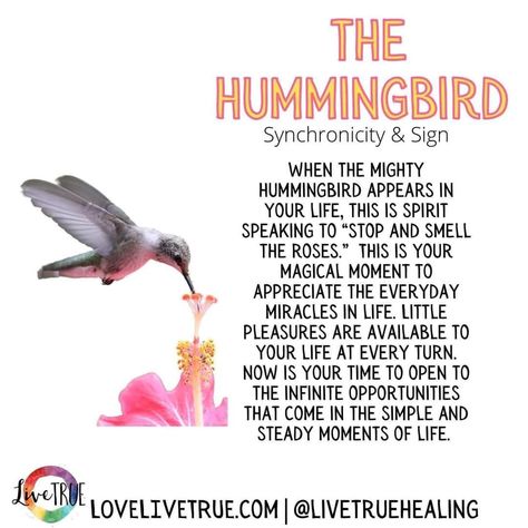 Hummingbird Spiritual Meaning, Hummingbird Meaning, Spirit Guide Signs, Spirit Animal Meaning, Spiritual Angels, Native American Spirituality, Spirit Signs, Spiritual Animal, Animal Spirit Guides