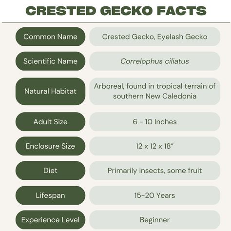 Are you considering getting a crested gecko? These unique animals are easy to care for and can make a perfect pet for beginners.To make sure that your crested gecko gets the best possible care, it is important to first learn about how to properly look after them. This guide will provide you with the information that you will need to get you started. Crested Gecko Care, Chameleon Care, Lizard Types, Blue Tongue Skink, Reptile Care, Pet Lizards, Reptile Tank, Crested Gecko, Bearded Dragon