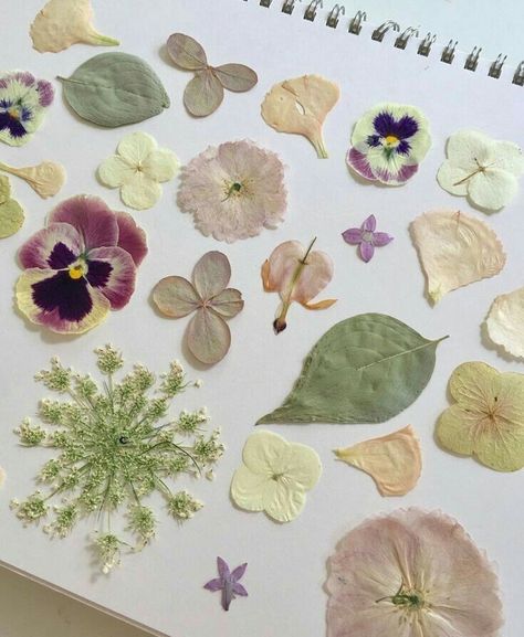 Arte Inspo, Nature Journal, Flowers And Leaves, Pressed Flowers, Pretty Flowers, Pretty Pictures, Dried Flowers, Sake, Flower Art