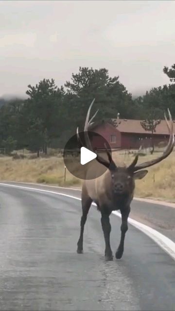 @best_animals_planet on Instagram: "What a beautiful story 🙌🏼 . . . #animals#animallovers#love#beautiful#beauty#amazing#nature#naturelovers#reels#reelsvideo#reelsinstagram#foryou#elk#elk#cars#humanity#forest#story#wow#jungleexploree" Food Plots For Deer, Amazing Animal Pictures, Animal Poster, Animals Amazing, Big Animals, Animal Antics, Animal Photos, Beautiful Stories, Cute Animal Videos