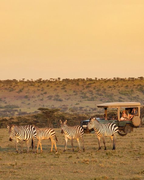 Immerse yourself in one of the most iconic wildlife destinations in the world - ✨the Masai Mara✨ Mara Plains Camp is nestled in a lush forest on the meanders of the Ntiakitiak River in the private Olare Motogori Conservancy. Here you can take full advantage of being in an area of the Masai Mara with the lowest vehicle density and the highest concentration of big cats in all of Africa. Imagine waking up in one of just seven exclusive tents, surrounded by the sounds of the Masai Mara and the ... Kenya Safari Masai Mara, Masai Mara National Reserve, Lush Forest, Kenya Safari, Masai Mara, Big Cats, Tanzania, Kenya, Density