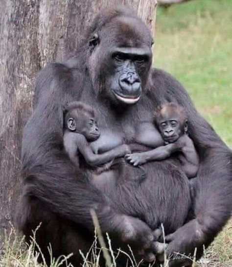 🔥 Mother’s love : NatureIsFuckingLit Regnul Animal, Touching Photos, Cute Animal Pictures, Heart Touching, Primates, Sweet Animals, Animal Planet, Nature Animals, 귀여운 동물