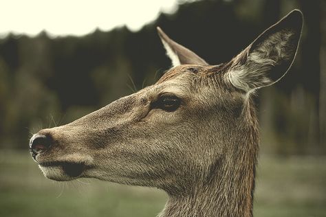 Stunning deer profile, by kimholm_com, via Flickr Deer Side Profile, Stag Reference, Deer Profile, Deer Spirit, Reference Study, Study Reference, Animal Studies, Black Ink Art, Deer Mounts