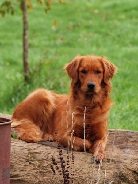 A Red Golden Retriever. I want a female and I will name her Willow. Red Retriever, Red Golden Retriever, Golden Retriever Portrait, Cocker Spaniel Anglais, Red Dogs, Golden Retriever Training, Golden Retriever Names, Golden Retriever Funny, Golden Retriever Mix