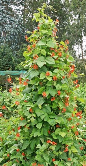 Growing Scarlet Runner Beans Scarlet Runner Beans, Master Gardener Program, Climbing Flowers, Bean Plant, Runner Beans, Short Plants, Bush Beans, Pole Beans, Bean Seeds