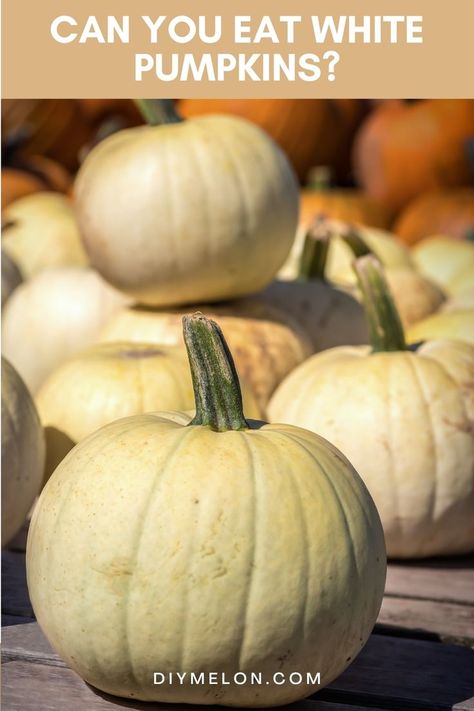 Can You Eat White Pumpkins How To Cook A White Pumpkin, What To Do With White Pumpkins, White Pumpkin Puree Recipes, White Pumpkins Recipes, White Pumpkin Recipes Fresh, White Pumpkin Recipes, Pumpkin Baby Food, Pumpkin Puree Recipes, Pumpkin Varieties