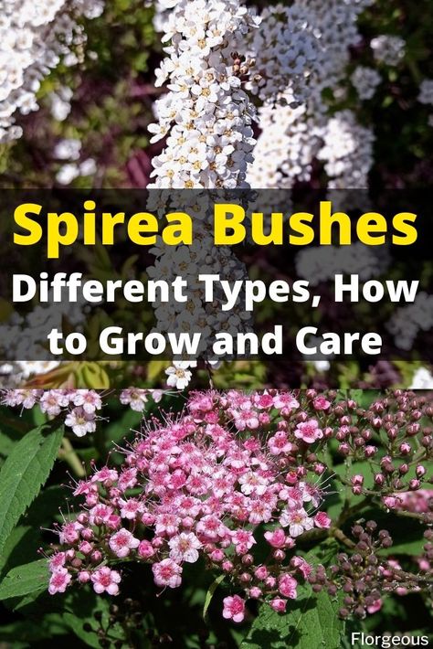 Here's how to grow and care for spirea bush #spirea #bush #spireabush #plant #plants #garden #gardening #shrubs #florgeous Bridal Veil Spirea, Spirea Bush Landscaping, Montana Garden, Japanese Spirea, Spirea Plant, Spirea Bush, Spirea Shrub, Bridal Wreath Spirea, Tennessee House