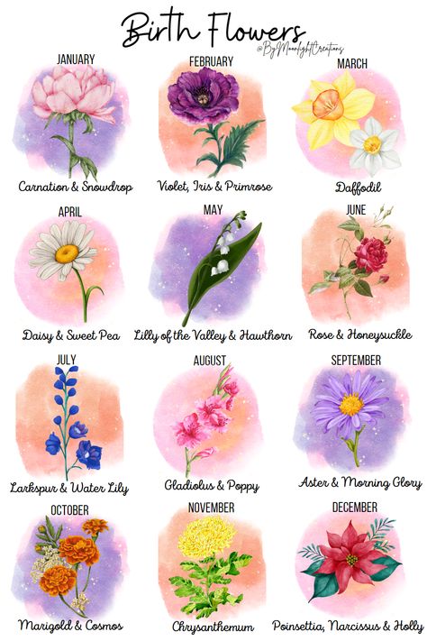 💮Birth Month Flowers💮 Flower Birth Month, Narcissus Flower, Flowers Birthday, Chrysanthemum Flower, Rare Flowers, Month Flowers, Birth Month Flowers, Morning Glory, Birthday Flowers