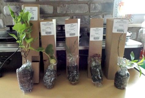 Shipping Plants How To Ship Live Plants, Plants Packaging, Plant Packaging, Backyard Nursery, Plant Business, Kaktus Dan Sukulen, Emerald Green Arborvitae, Wholesale Plants, Buy Plants Online