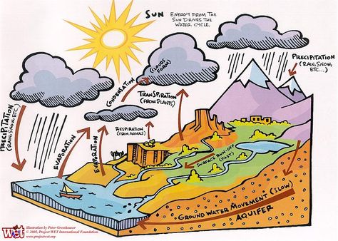 Hydrosphere Project, Cool Animals, Montessori Science, Water Movement, Map Skills, Animals And Plants, Snow Rain, Weather Activities, Water Cycle