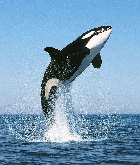 Free Willy, Save The Whales, Shark Fishing, Whale Art, Beautiful Sea Creatures, Water Animals, Orca Whales, Marine Mammals, Killer Whales