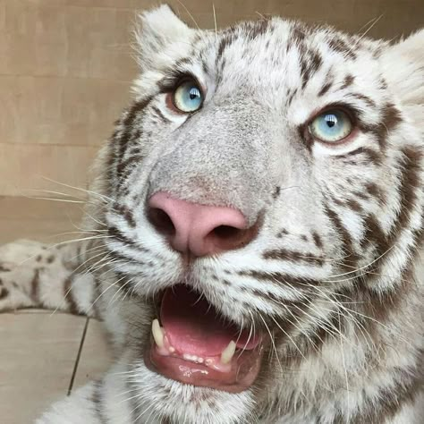 White Tigers, Tiger Pictures, Exotic Cats, Cute Tigers, Silly Cats Pictures, Pretty Animals, Majestic Animals, Animal References, Silly Animals