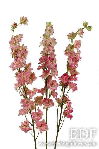 Heirloom Flowers, Pink Larkspur, Flower Variety, Hope Flower, Flower Types, July Wedding, Beautiful Flowers Garden, Fresh Cut Flowers, July 2022