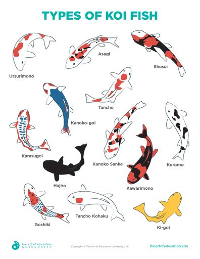 Different Types Of Koi Fish, Koi Fish Anatomy Drawing, Types Of Fish Drawing, Types Of Koi Fish, Studio Ghibli Koi Fish, How To Draw A Coy Fish, Koi Fish Drawing Side View, Coy Fish Embroidery, Koi Fish Types