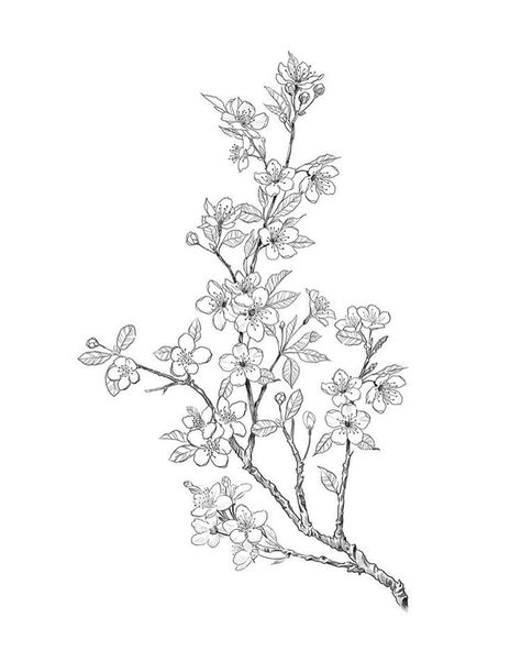 Cherry Blossom Coloring Page, Cherry Blossom Sketch, Blossom Sketch, Blossom Tattoo, Art Tattoos, Tattoo Inspo, Tattoo Art, Coloring Page, Tattoo Design