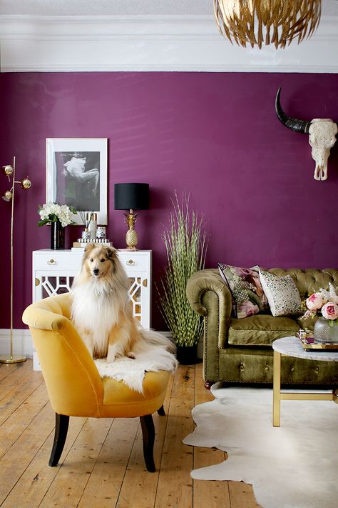 dark purple living room with green and yellow sofas and Sheltie dog on sofa Dark Purple Living Room, Yellow Sofas, Decorating Rules, Purple Living Room, Wall Colours, Dark Living Rooms, Yellow Sofa, Purple Interior, Purple Rooms