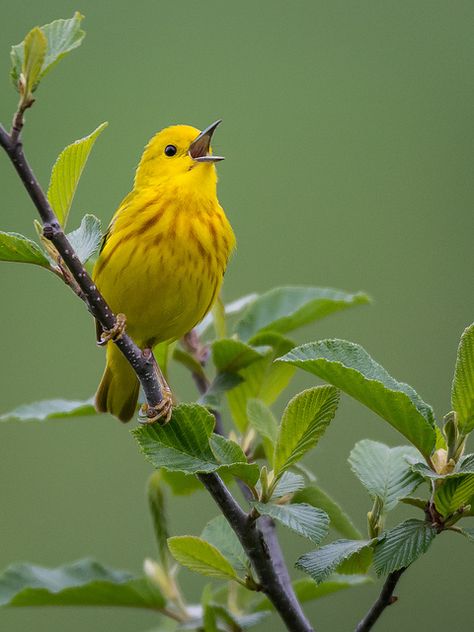 Yellow Warbler ~ almost entirely yellow with a prominent black eye, nests in second growth woodlands or groves of willows, often near water. Yellow Warbler, Yellow Bird, Backyard Birds, All Birds, Bird Pictures, Pretty Birds, Bird Photo, Colorful Birds, Cute Birds