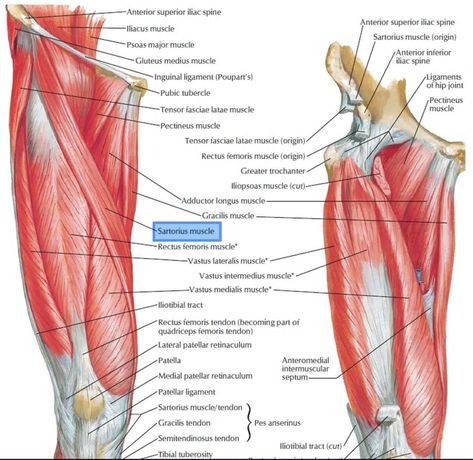 Leg Muscles Anatomy, Sartorius Muscle, Foam Rolling Exercises, Tensor Fasciae Latae, Femoral Nerve, Fascia Lata, Muscle Stretches, Gluteus Medius, Hip Flexor Stretch