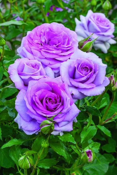 Learn the meaning of different color roses. Different Color Roses, Floribunda Rose, Rose Belle, Fragrant Roses, Rose Flower Pictures, Meteor Garden 2018, Colorful Roses, Rose Bush, Flowers Wallpaper