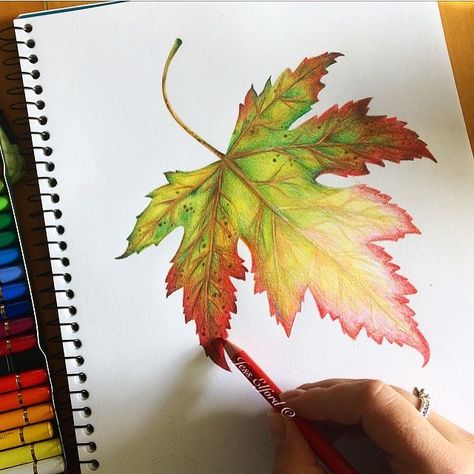 Work in progress drawing of an Autumn leaf by Jess Elford 🍁🍂 drawn with polychromo pencils Colored Pencil Artwork, Colored Pencil Techniques, Watercolor Projects, Leaf Drawing, Autumn Leaf, Pencil Art Drawings, Autumn Painting, Art Drawings Sketches Creative, Coloured Pencils