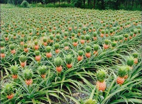 This is how pineapples grow. Pineapple Farming, Pineapple Bush, Pineapple Farm, Growing Pineapple, Pineapple Planting, Fruit Garden, Tropical Fruits, Handmade Home, Fruit Trees