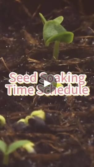 Micro Gardening, Soaking Seeds Before Planting, Planting Seed, Planting Chart, Regrow Vegetables, Spinach Seeds, Strawberry Planters, Grow Garden, Time Schedule