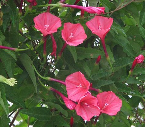 10 Native Florida Flowers for Your Garden - Florida Smart Florida Native Garden Design, Northwest Florida Gardening, Native Florida Flowers, Florida Native Garden, Florida Native Plants Landscapes, Florida Perennials, Garden With Palm Trees, Florida Plants Landscaping, Florida Landscaping Ideas